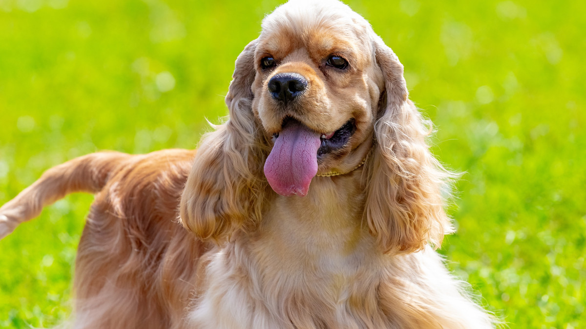 Cocker Spaniel Américain, reconnaissable à sa tête ronde et son pelage abondant